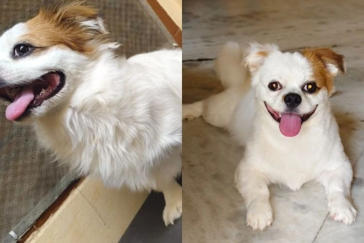 pawspace-before-after-image