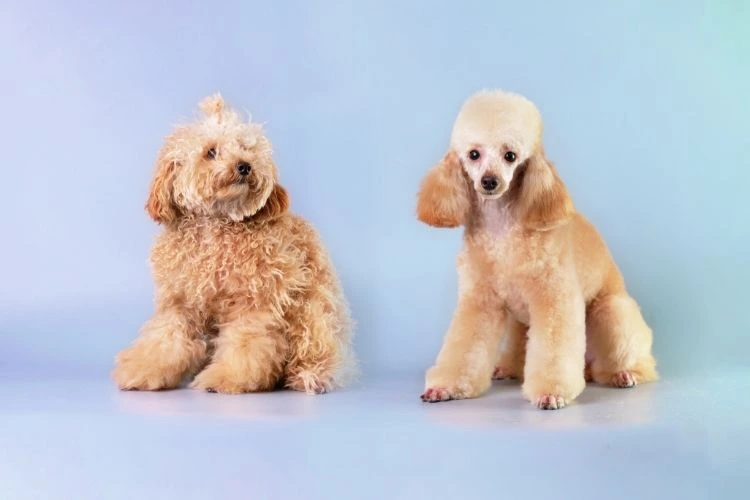 pawspace-before-after-image