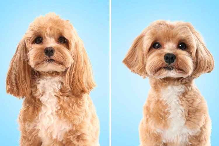 pawspace-before-after-image