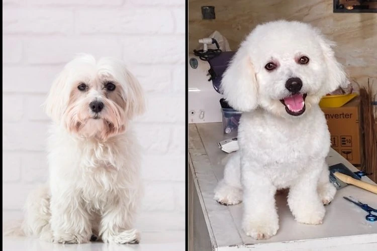 pawspace-before-after-image