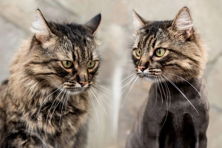 pawspace-before-after-image