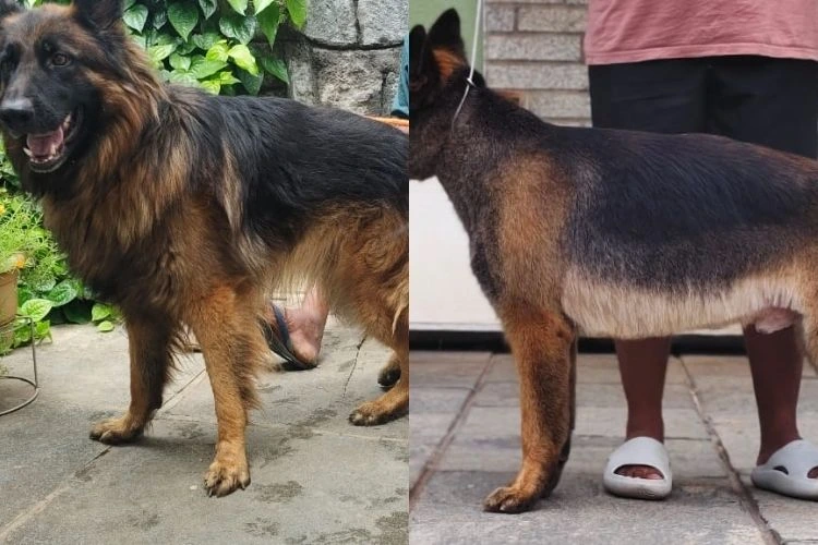 pawspace-before-after-image