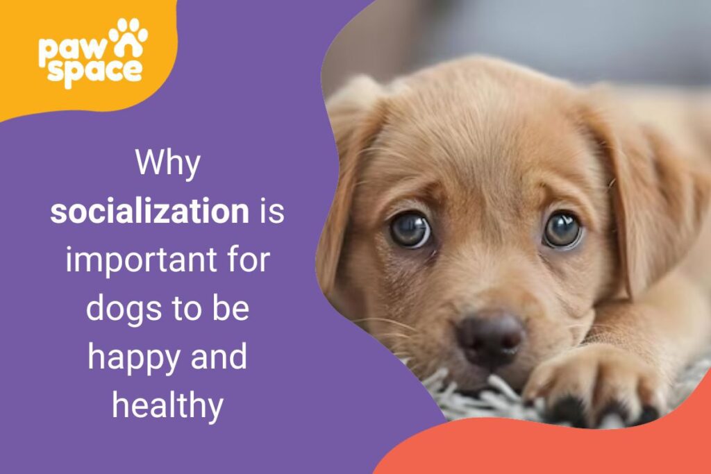 Why socialization is important for dogs