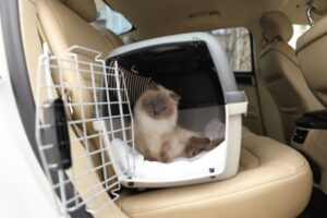 pet transport within india