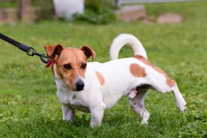 how to train puppy to pee outside