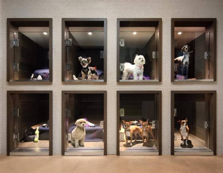 pet kennel