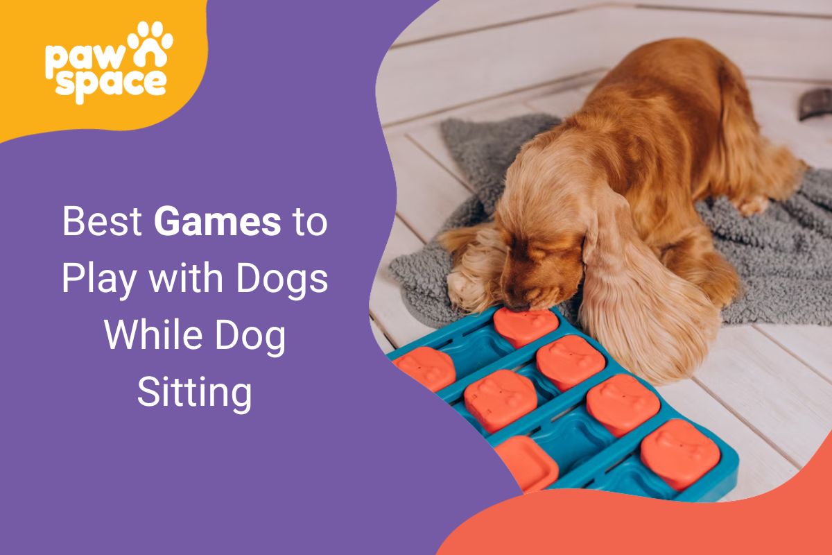 Games to play with dogs