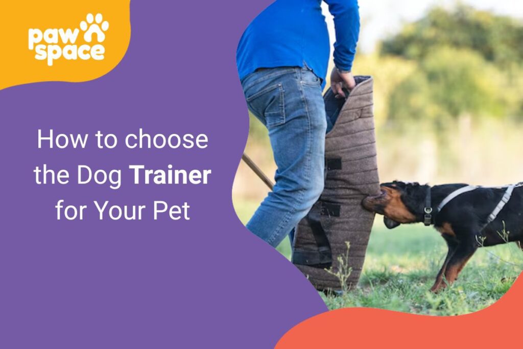 How to choose the Dog Trainer