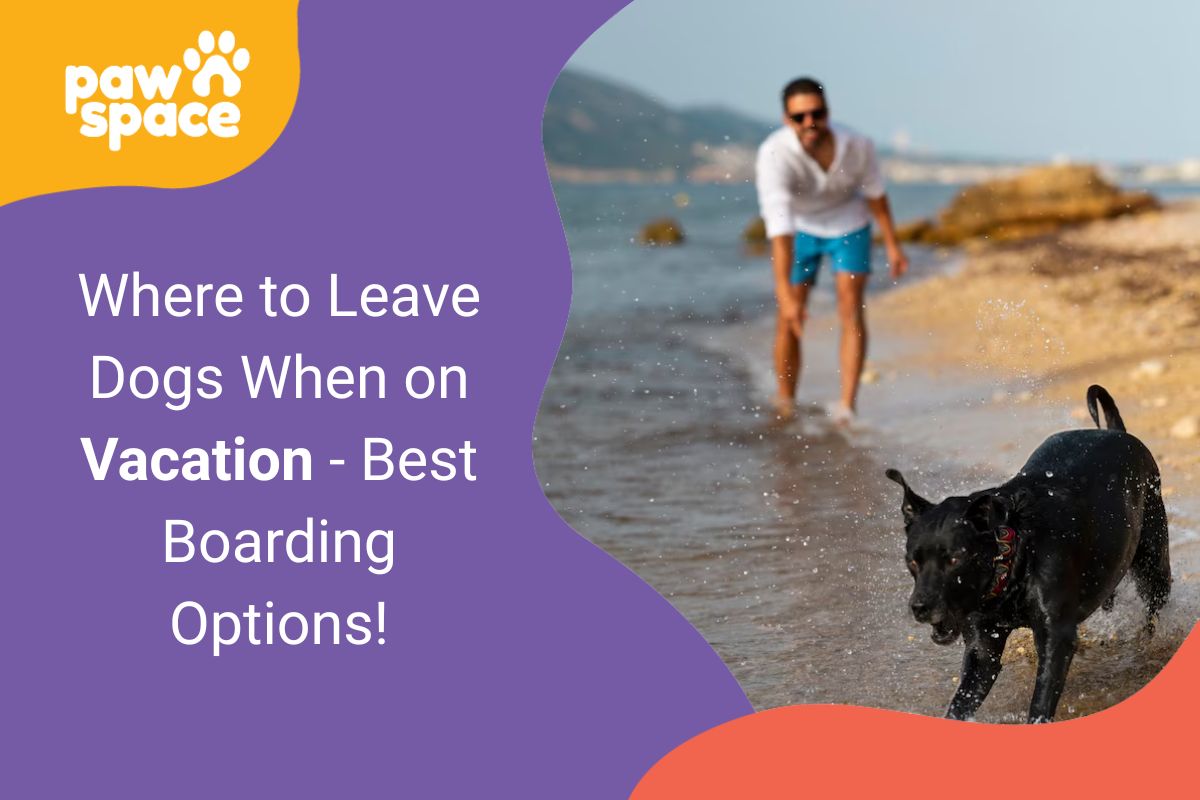 where to leave dogs when on vacation