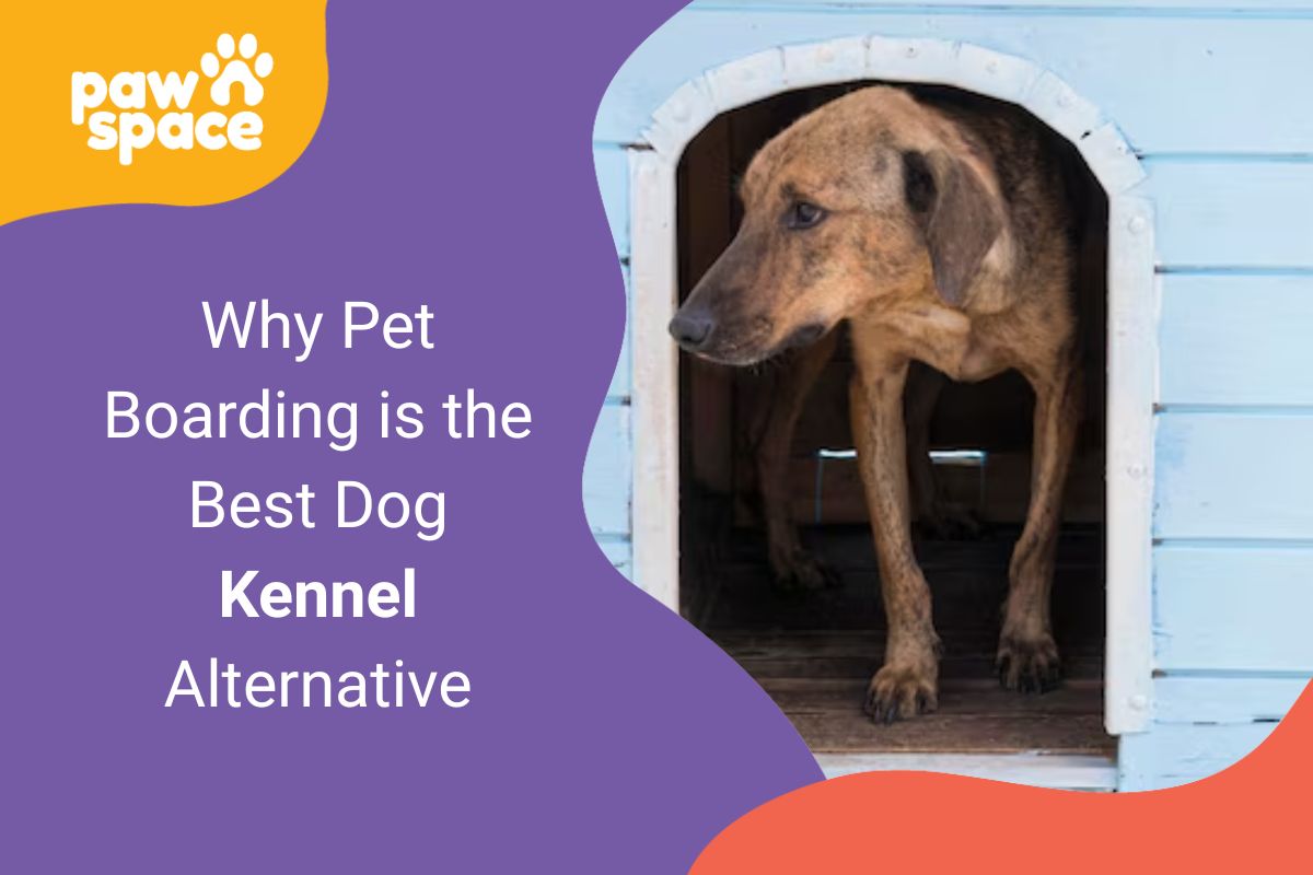 Dog Kennel Alternative