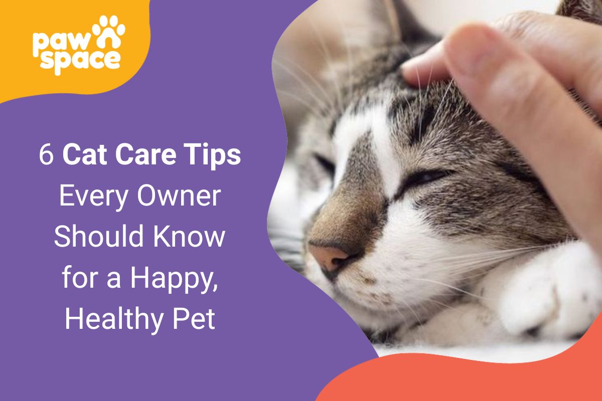 Cat Care Tips