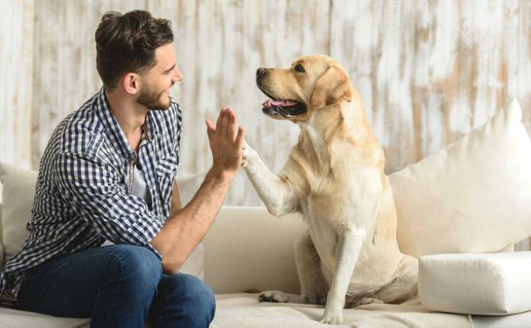 Pet Care Provider