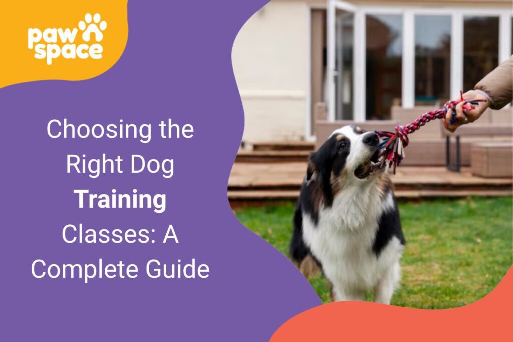 Dog Training Classes