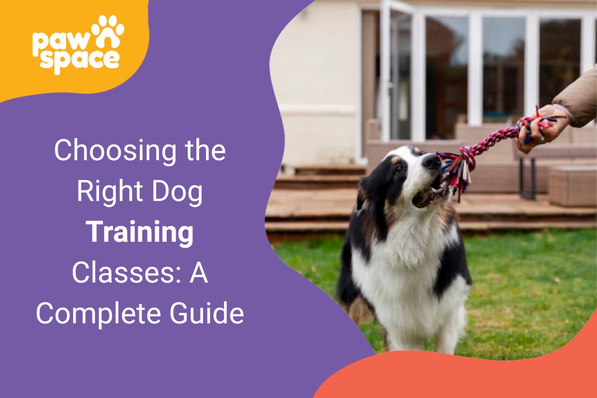 Dog Training Classes