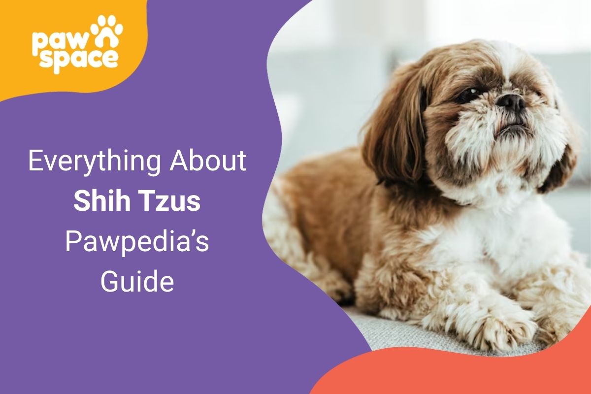 Shih Tzus