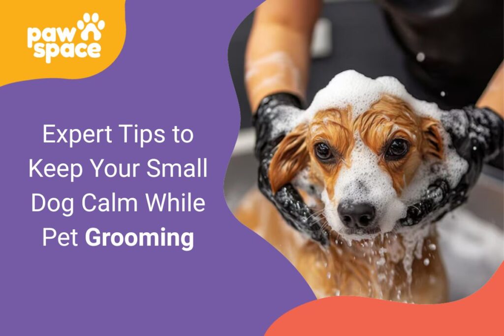 Keep Your Small Dog Calm While Pet Grooming