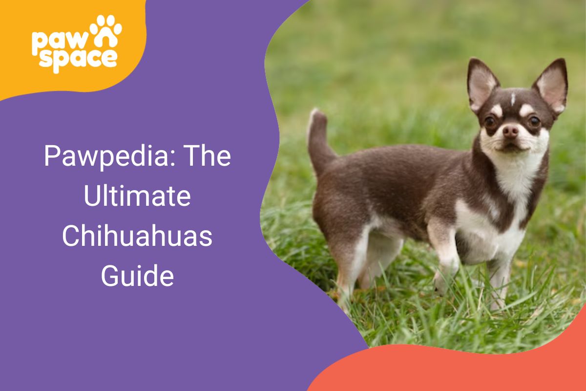Chihuahuas