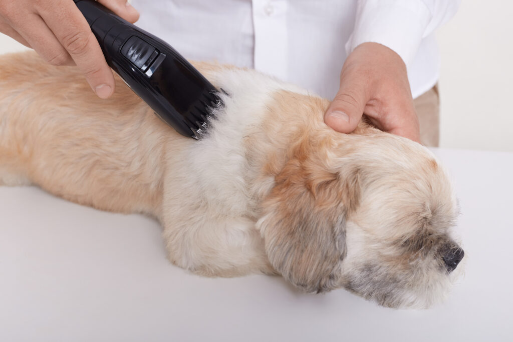 home pet grooming services