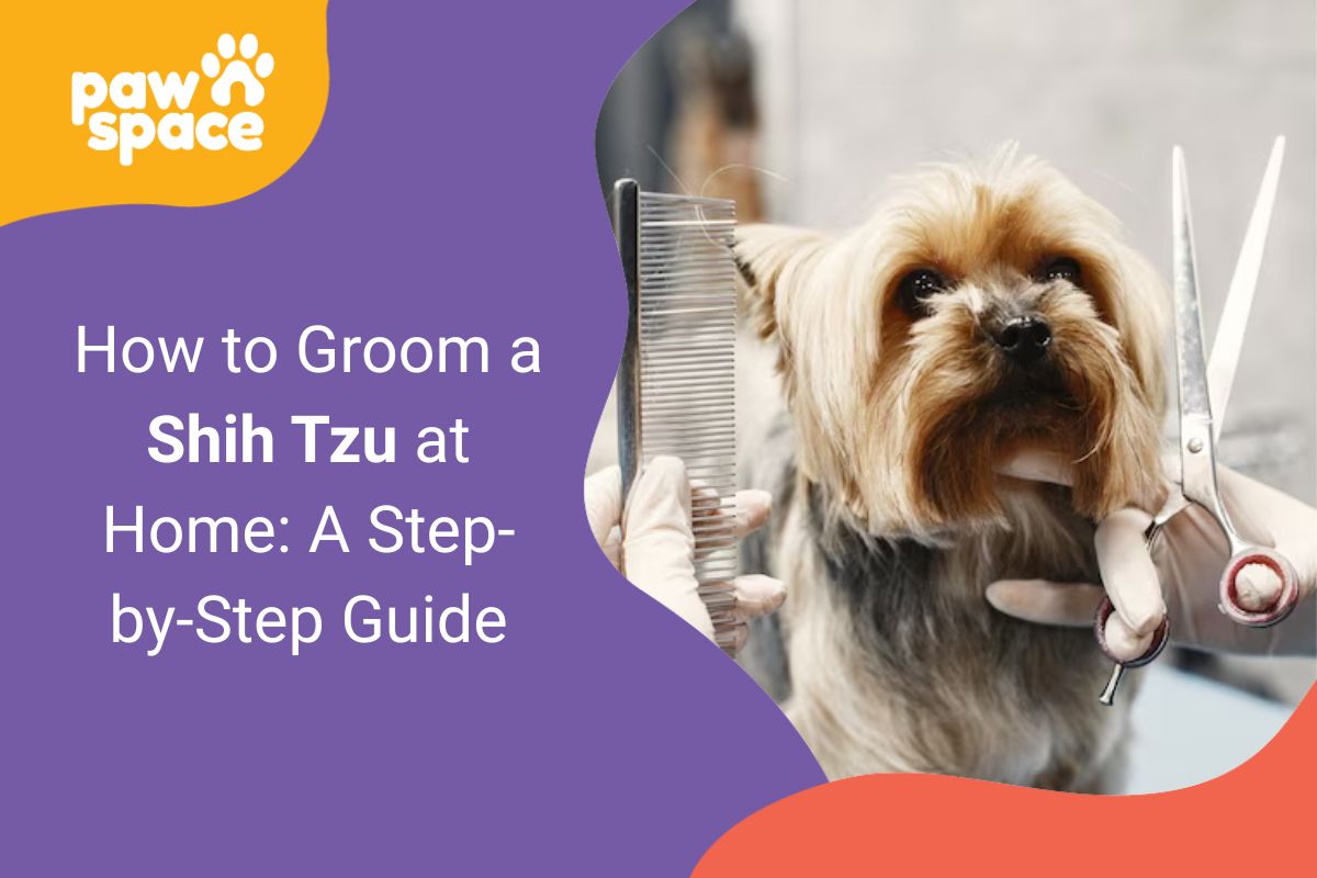 groom a Shih Tzu