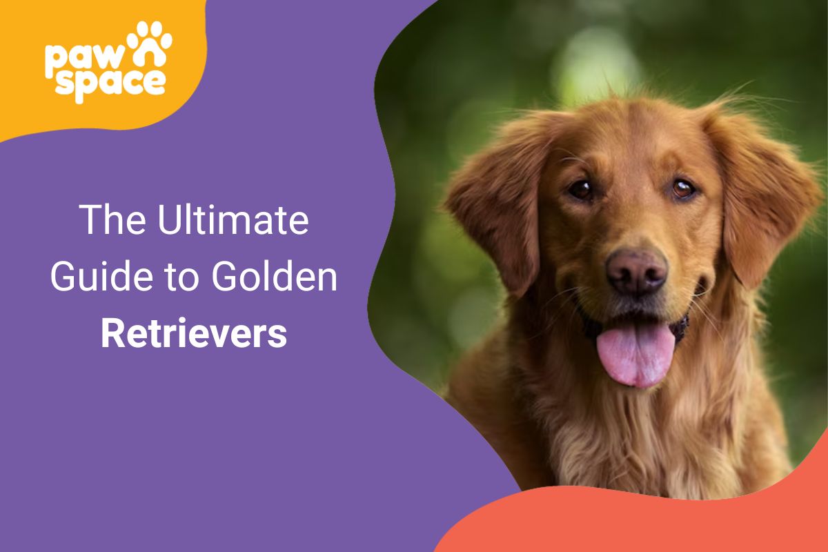 Golden Retrievers