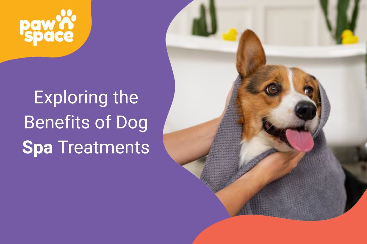 Benefits of dog spa
