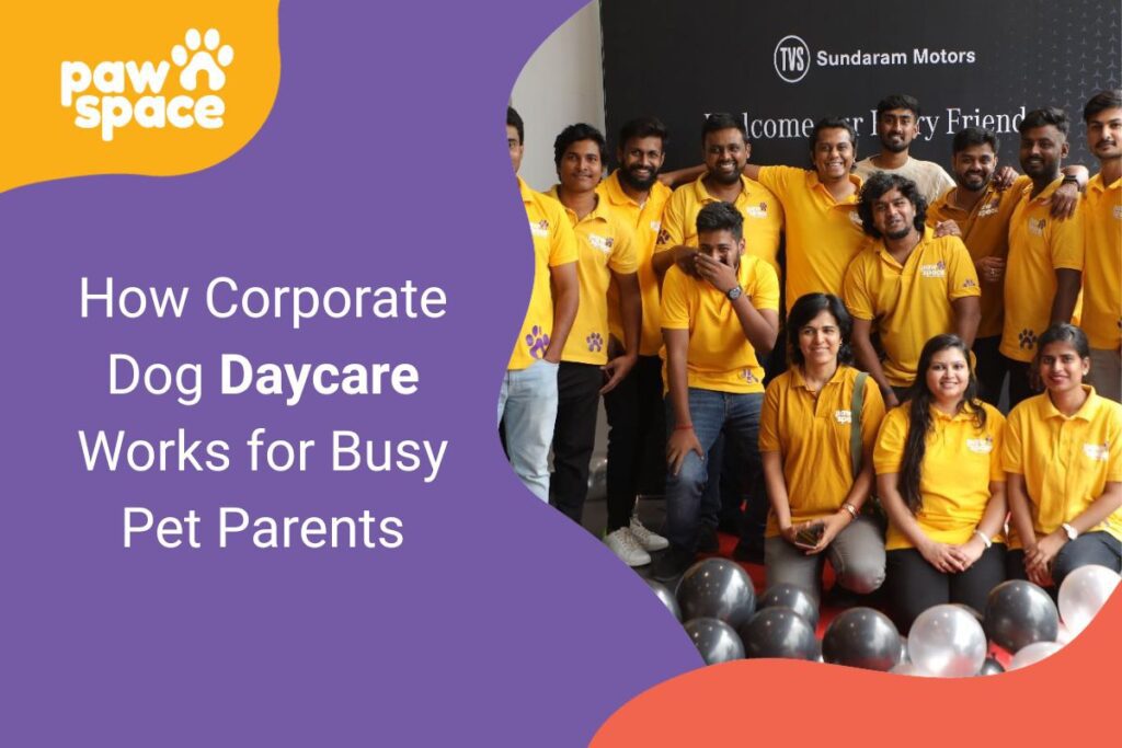 how Corporate dog daycare works