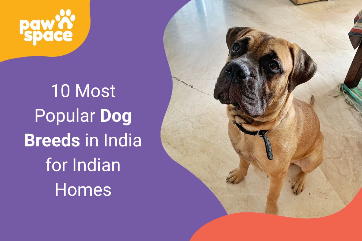 Popular dog breeds in India