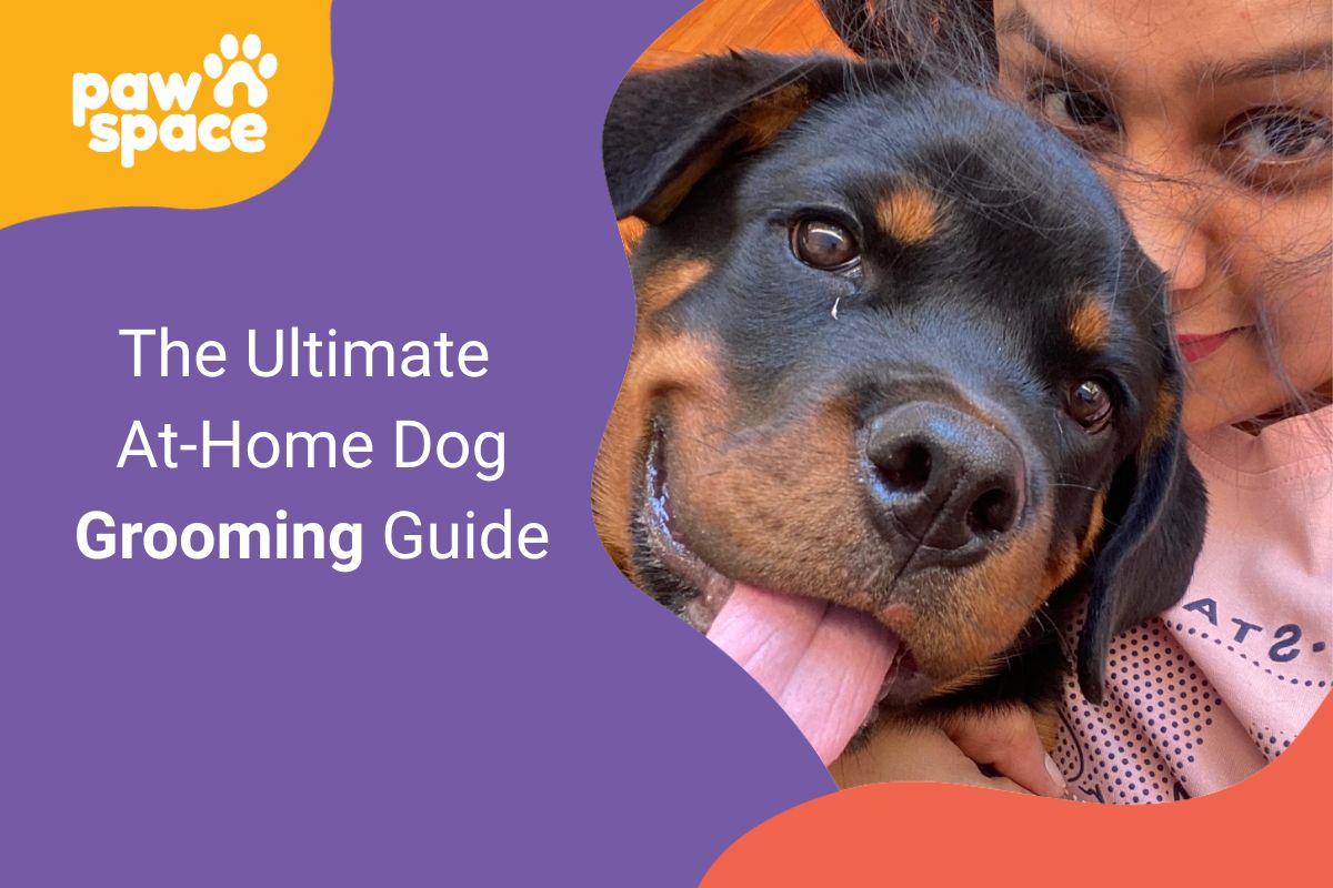 At home dog grooming guide