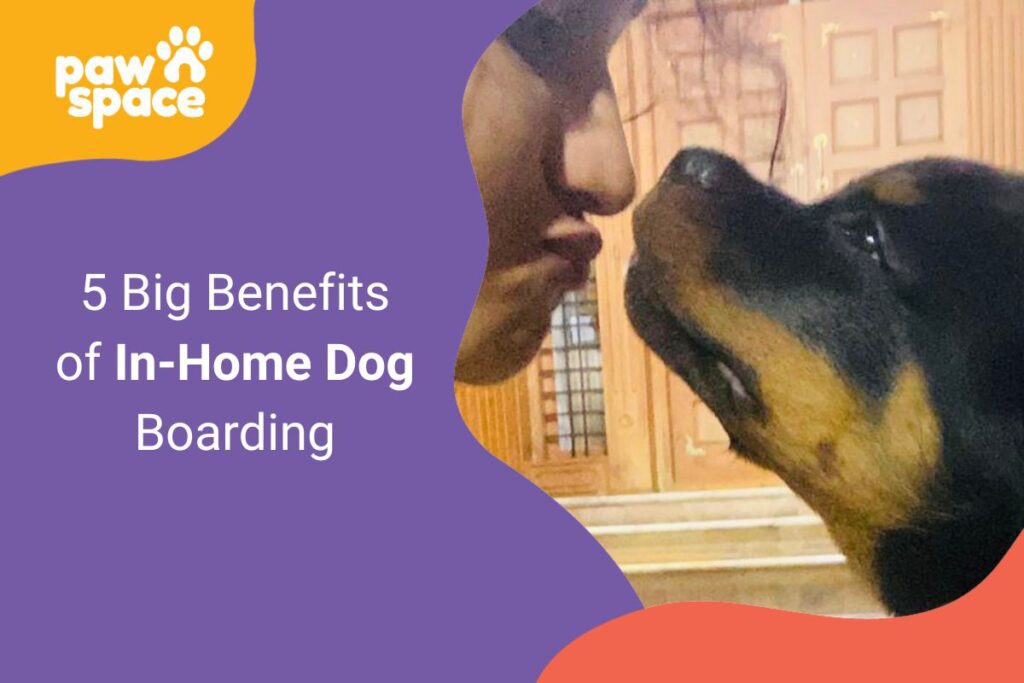 Benefits of In home dog boarding