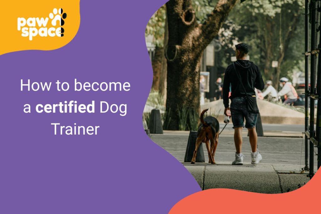 Certified dog trainer