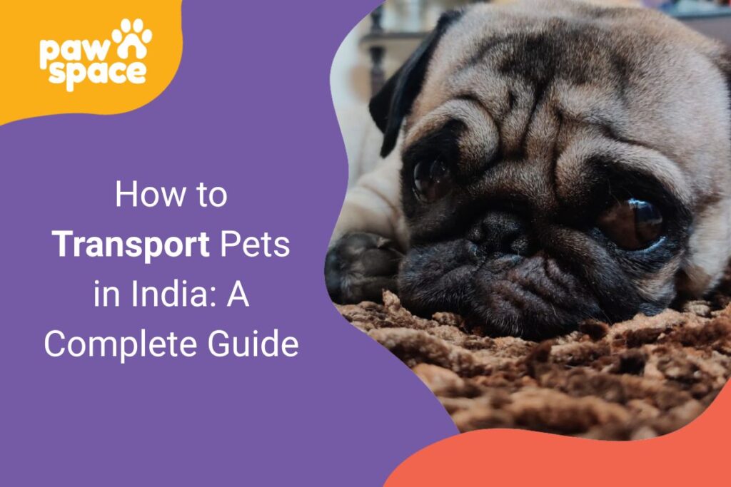 How to Transport Pets in India