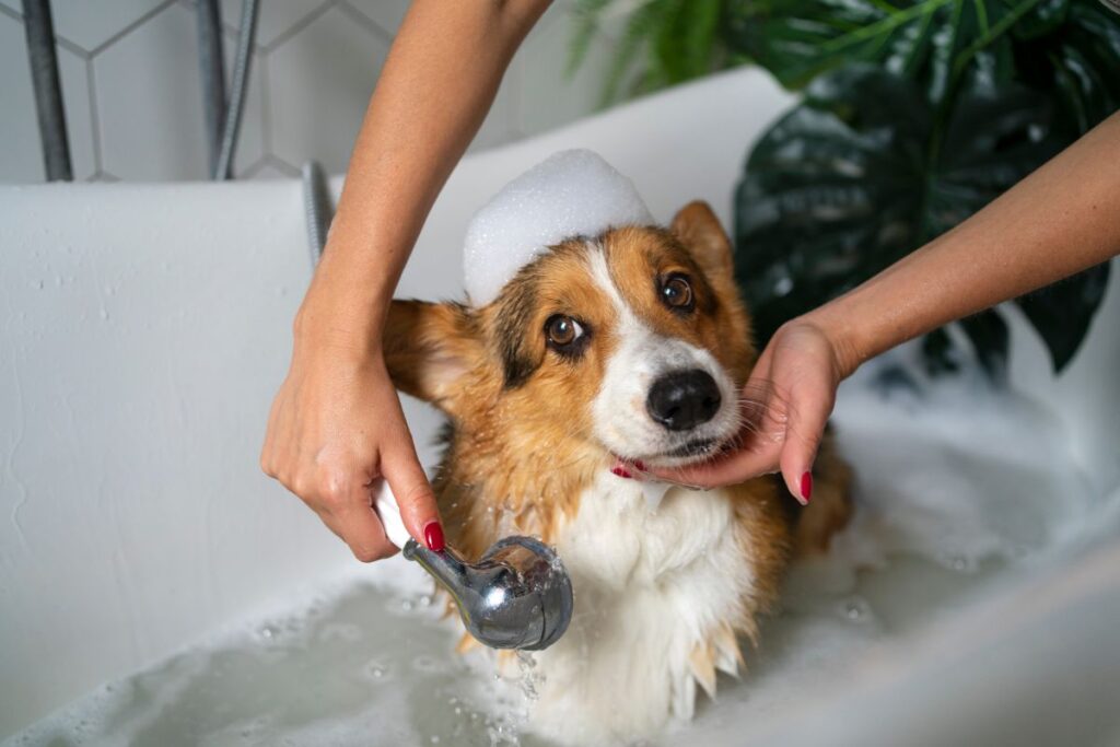 why Pet Grooming is Essential