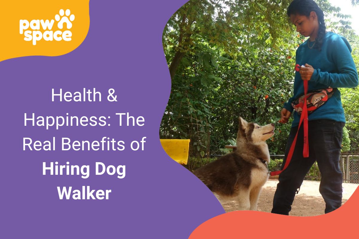 benefits of Hiring Dog Walker
