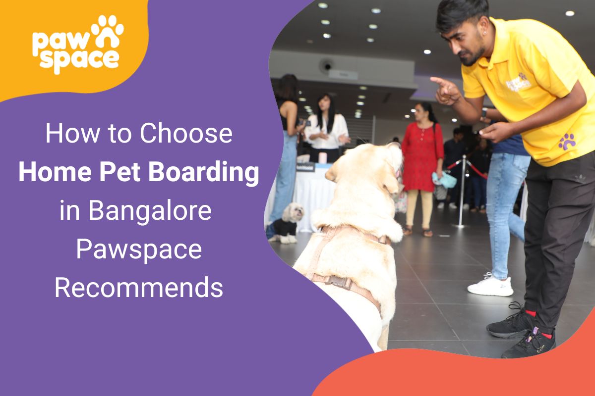 How to Choose Home Pet Boarding in Bangalore