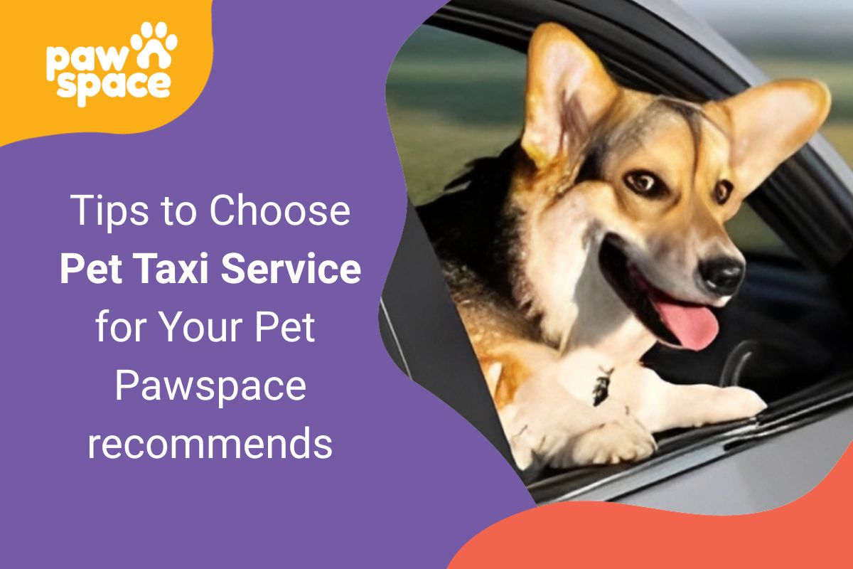 Tips to choose Pet Taxi Service