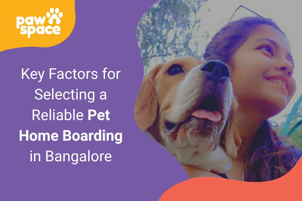 Pet Home Boarding in Bangalore