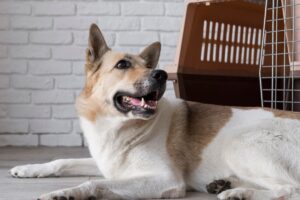 dog boarding facilities in bangalore