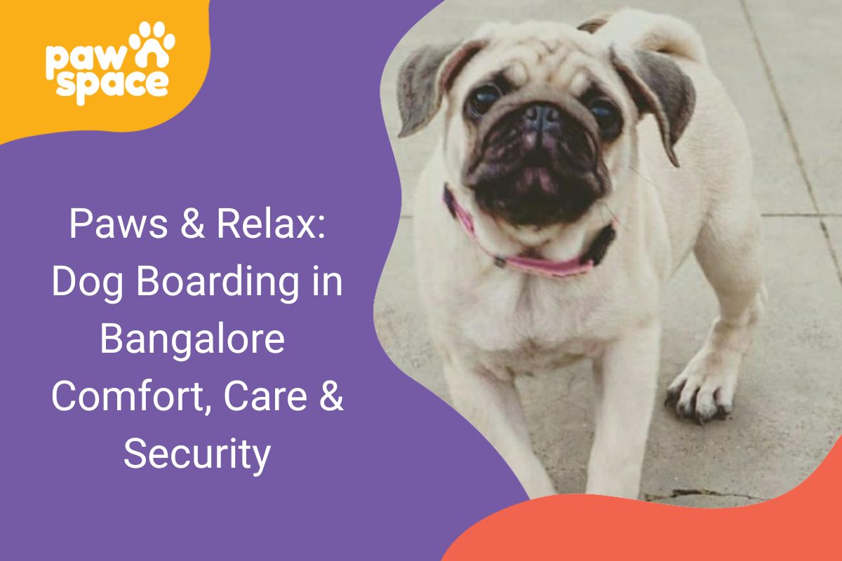 Dog Boarding in Bangalore
