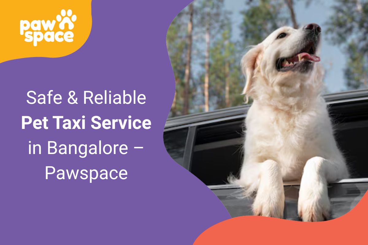 Pet Taxi Service in Bangalore