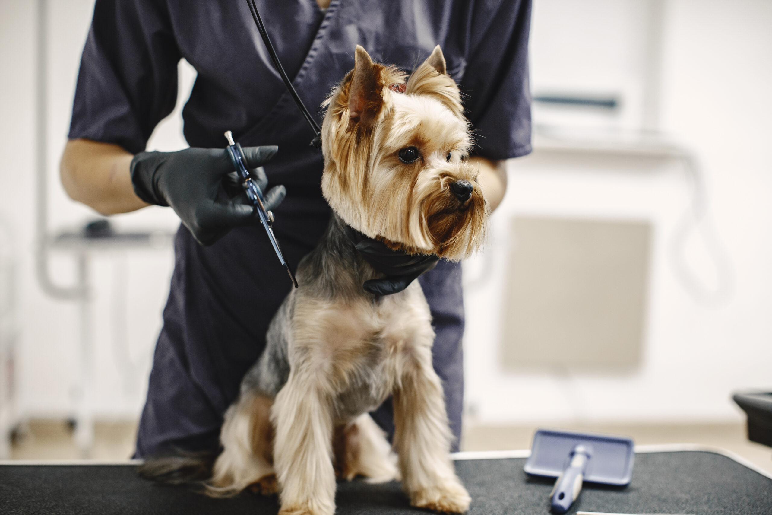 dog grooming services