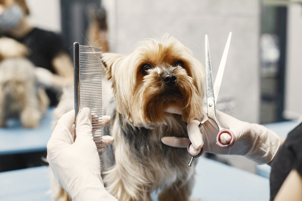 dog grooming service in bangalore