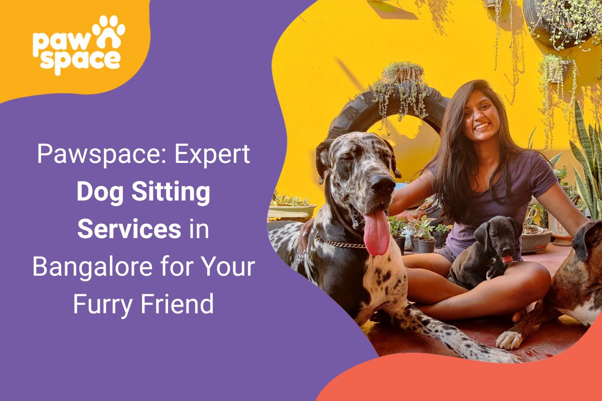 Dog Sitting Services in Bangalore