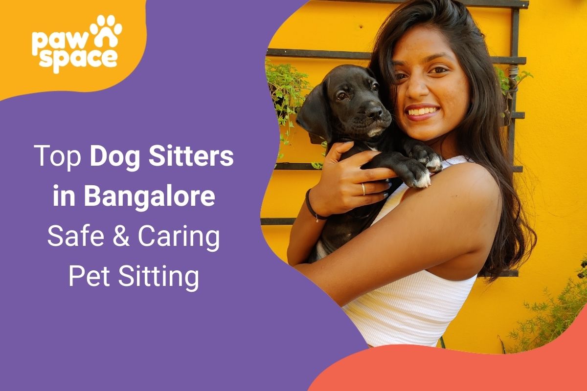 Top Dog Sitters in Bangalore