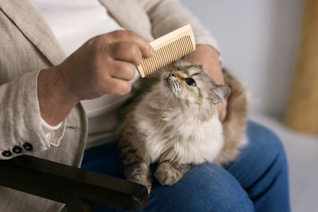 cat grooming service