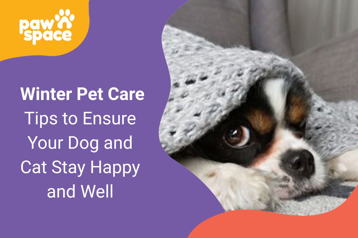Winter Pet Care