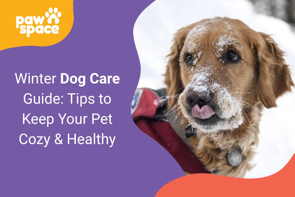 Winter Dog Care