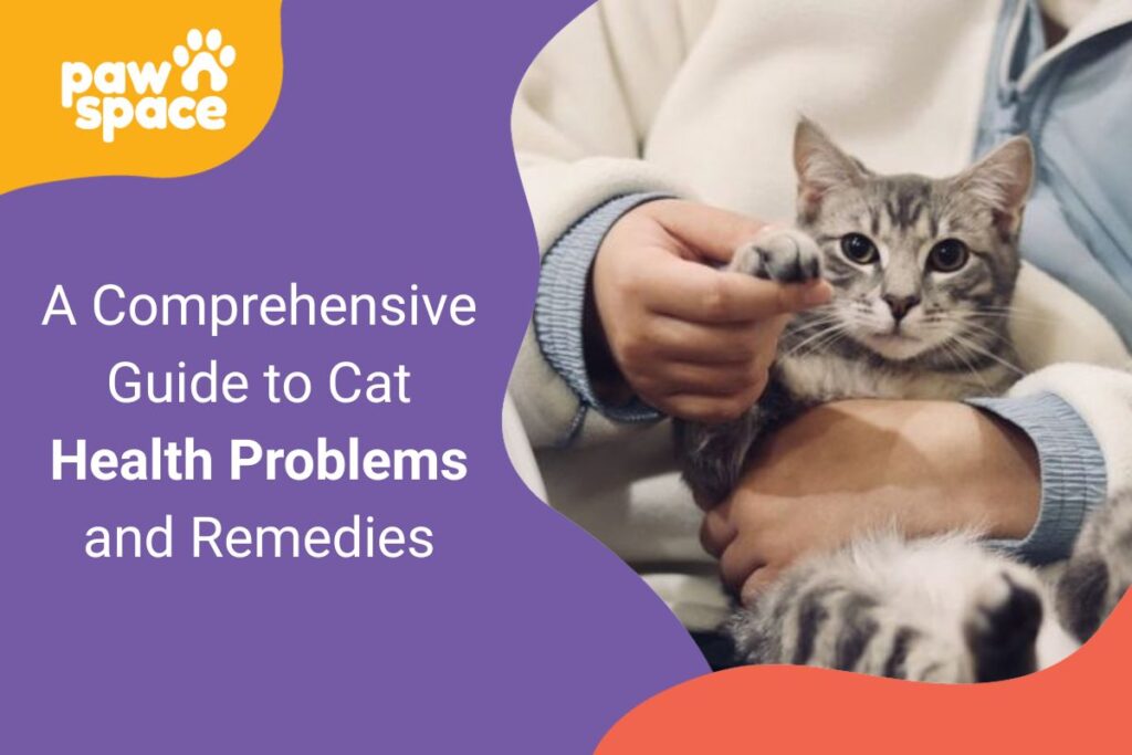 Cat Health Problems