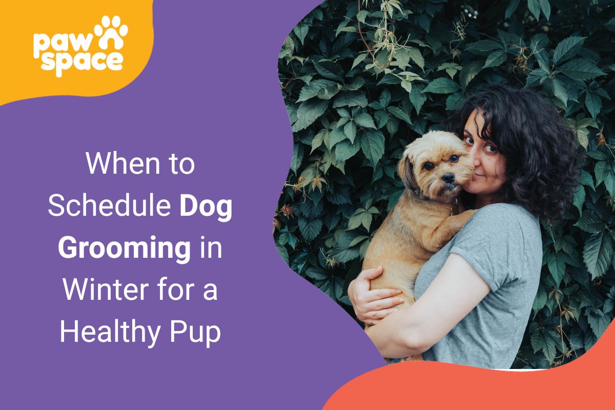 dog grooming in winter