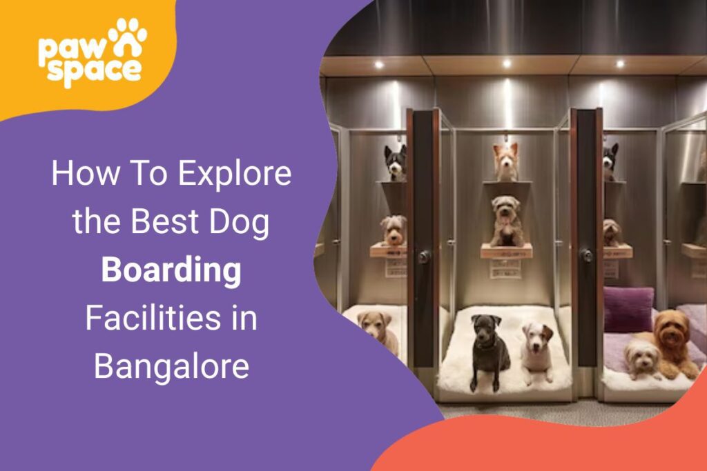 Dog Boarding Facilities in Bangalore