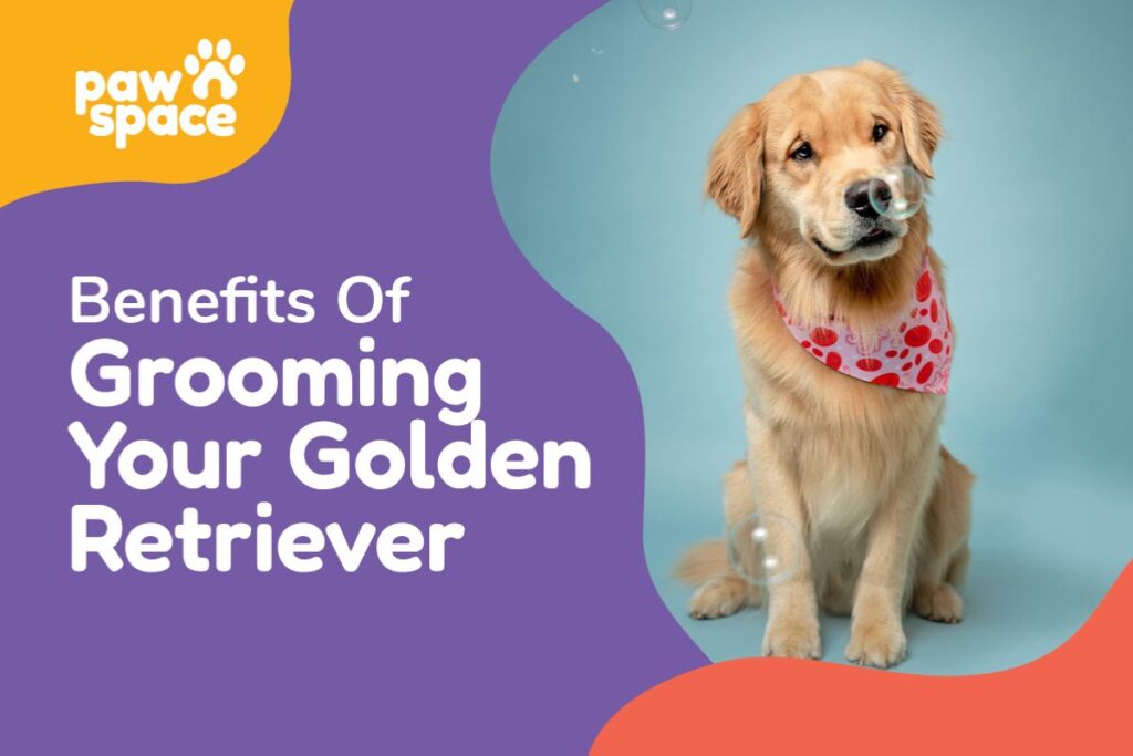 10 Benefits Of Grooming Your Golden Retriever